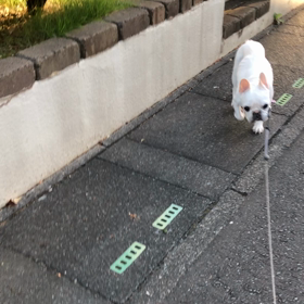 トットットットッの画像