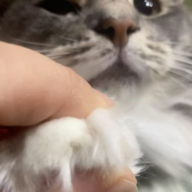 ノルウェージャンフォレストキャットの爪の画像