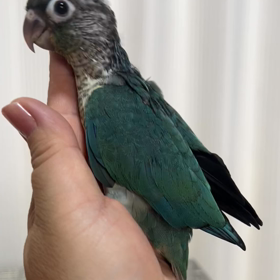 ブルーワキコガネちゃん オーナー様募集中の画像