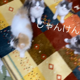 みんなで じゃんけんぽんっの画像