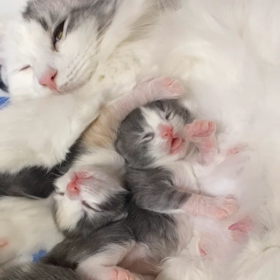 子猫は無敵！の画像