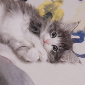 見入ってしまう 子猫の可愛さの画像