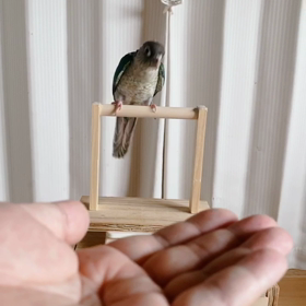 賢いあおちゃん 見て(#ﾟﾛﾟ#)！の画像