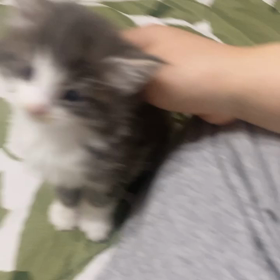 ノルウェージャンの子猫の可愛いパワーって凄い！の画像