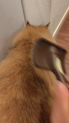 全く同じとはいかないようで・・・の記事動画