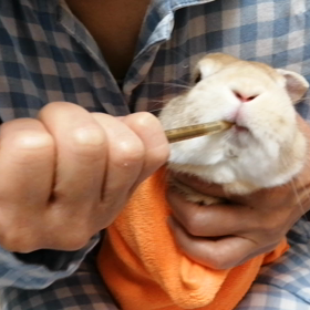 ウサギに薬を飲ませるコツの画像