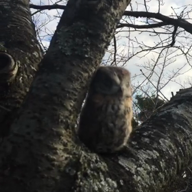 羊毛フクロウの飼い主さん、急遽募集中❣️の画像