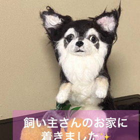 チワワちゃん、虹の橋に行ってしまった友達と再会きらの画像