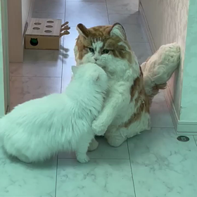 羊毛サイベリアンダニエルちゃんとパートナー猫ちゃん再会の動画✨の画像