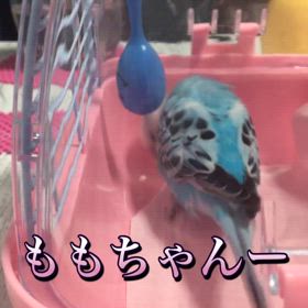 おはよーおはよーももちゃん♡(๑♡ᴗ♡๑)の画像