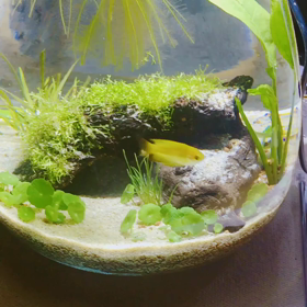 悲しいお知らせの画像