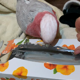 なんでもおもちゃの画像