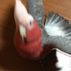 ばんじゃーいの画像