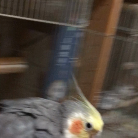 りんたおじいちゃんの画像