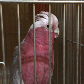 おやすみーの画像