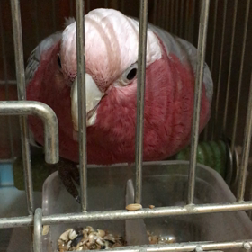 ぽりぽりの画像