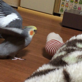 足きらい？の画像