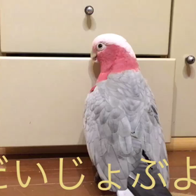 あそびの画像