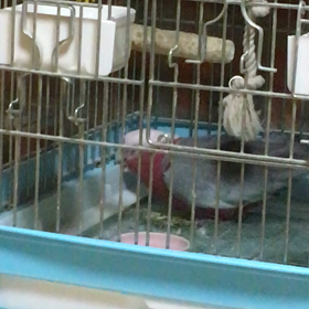 うるさいですよの画像