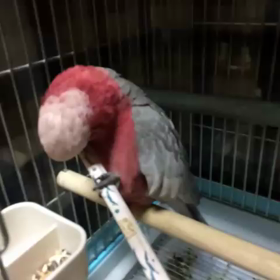 おもちゃの画像