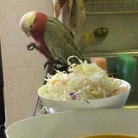 サラダどろぼうの画像