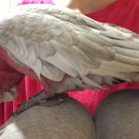 モフちりの画像