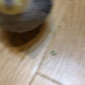 換羽の画像