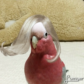 サラサラそよそよの画像