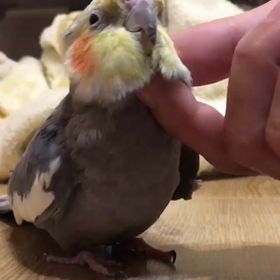りんたおじいちゃんの画像