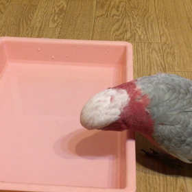 汚ぼっちゃまの画像