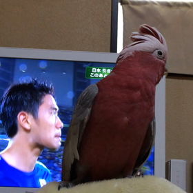 ご機嫌？の画像