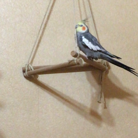 梨太おじいちゃんの画像