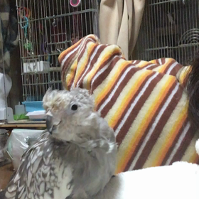 柑奈のカキカキの画像