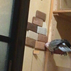 止まらないの画像