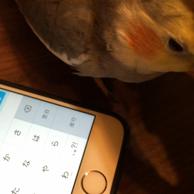 カキカキの画像