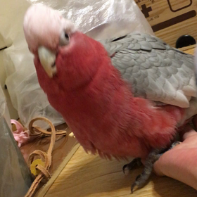 コチョコチョするーの画像