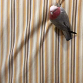よいしょの画像