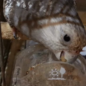 ぽりぽりの画像