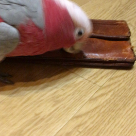 置き引き⁈の画像