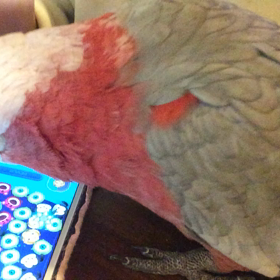 ツムツムの画像