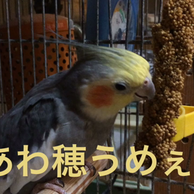 あわ穂の画像