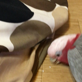 ビーズクッションの画像