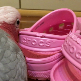 crocsの画像