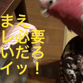 ◯ ラジャーが(・Д・)の画像