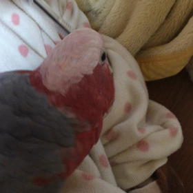 I have a pen.の画像