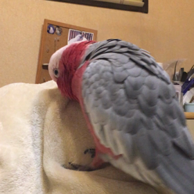 きたきたの画像