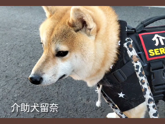 【介助犬留奈】動画第二弾・歩く留奈♪の記事動画