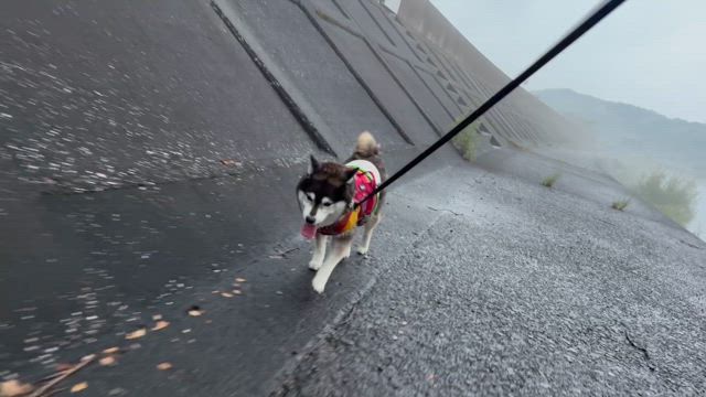 梅雨っぽくなってきたの記事動画