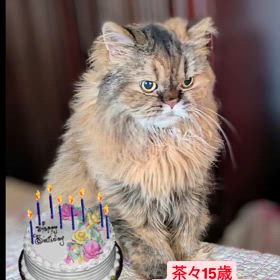 2024/09/26の画像