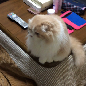 ねこじゃらしの画像